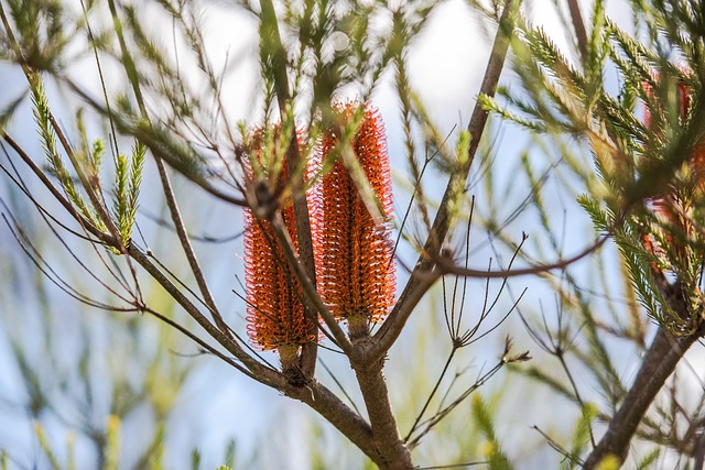 close up of Australian native grevillea and banksia plants thriving in a well-maintained garden bed