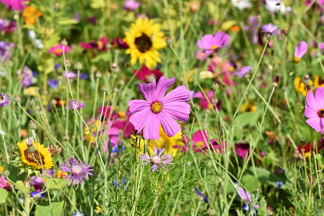 Colourful Irish wildflower seed collection with native meadow flowers blooming in garden border