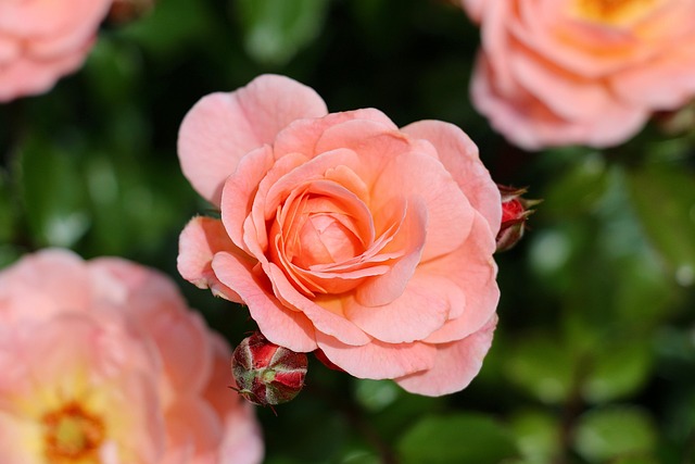 gardener performing seasonal pruning on rose bushes and hedges in an Australian autumn garden