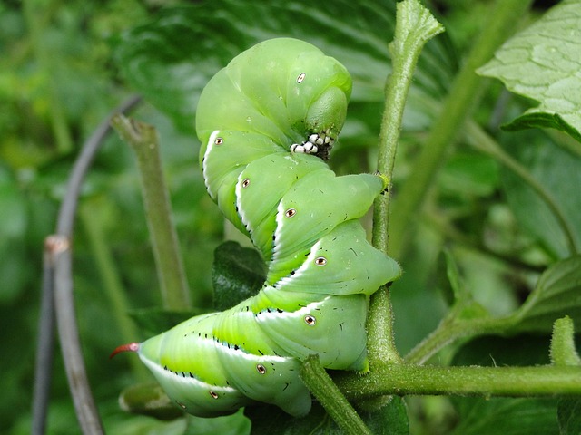 pest control inspection of garden plants checking for aphids and caterpillars on leaves in an organic garden