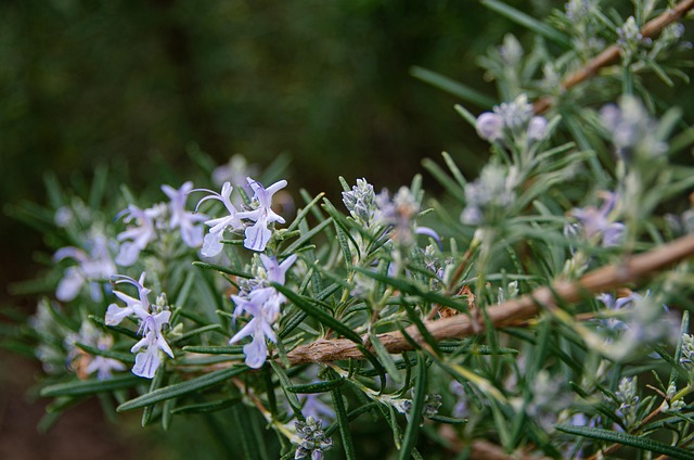 Fragrant lavender and rosemary plants in rustic stone pots beside garden path
