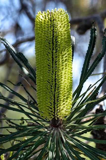 horticulturist examining native Australian grevillea and banksia plants at a nursery selection session